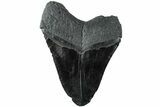 Huge, Fossil Megalodon Tooth - South Carolina #236058-2